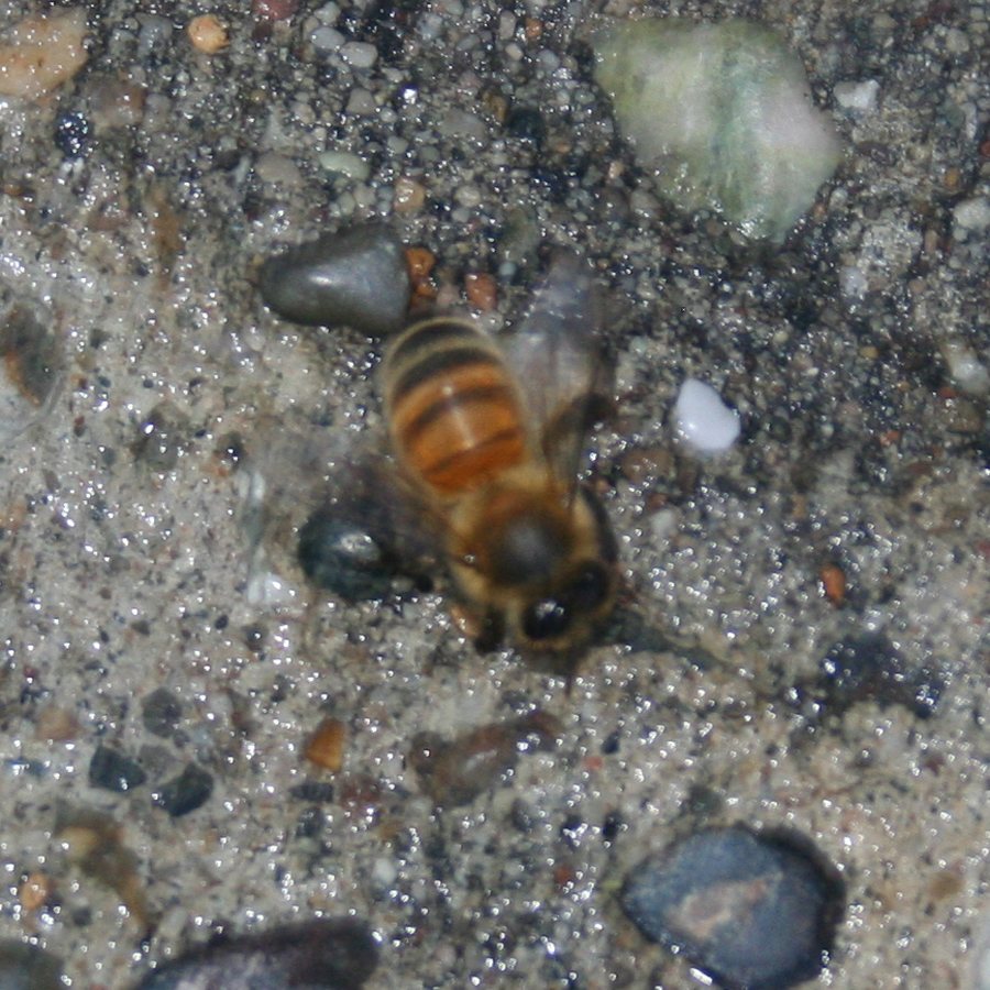 Honey bee