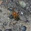 Honey bee
