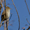 Clamorous Reed Warbler