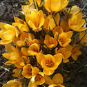 Yellow crocus