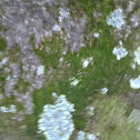 Fungus on tree