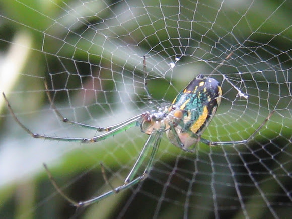 Spotting Image 1