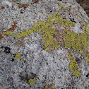 lichen