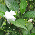 Crape Jasmine