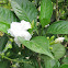 Crape Jasmine