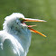 Egret