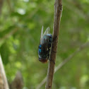 Blue bottle fly