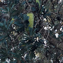 Coastal Banksia