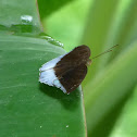 Horsfield's Baron - male