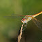 Dragonfly (Libellula)