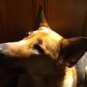 German shepherd mix