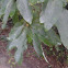 Sassafras