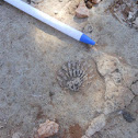Brachiopod fossil