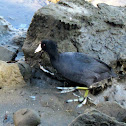 American Coot