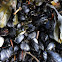 California mussel