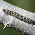 Caterpillar Watch SouthEast US