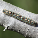 Forest Tent Caterpillar