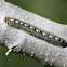 Forest Tent Caterpillar