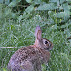 Rabbit