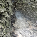 Wood spider web