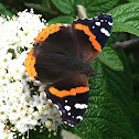 Red Admiral butterfly