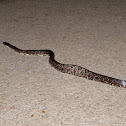 Ratsnake