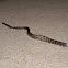 Ratsnake