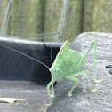 Katydid