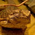 Bearded Dragon