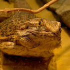 Bearded Dragon