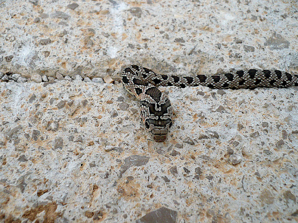 Spotting Image 1