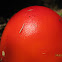 fly agaric
