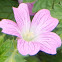 Wild Geranium