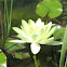Nenufar