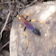 Black and Yellow Mud Dauber