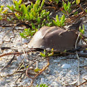Atlantic Horseshoe Crab