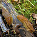 Orange-banded Arion