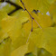 basswood