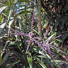 Cordyline