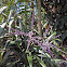 Cordyline