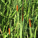 Common Cattail 