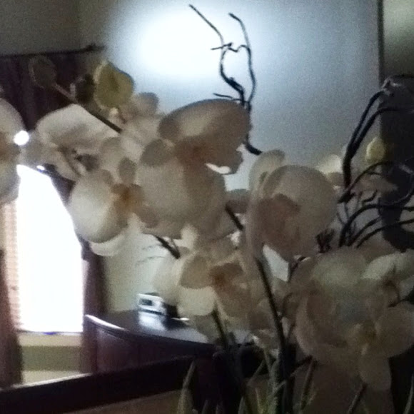 Spotting Image 1
