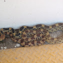 Mexican Pinesnake