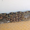 Mexican Pinesnake