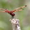 Calico Pennant