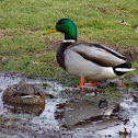 Mallard