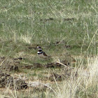 Killdeer