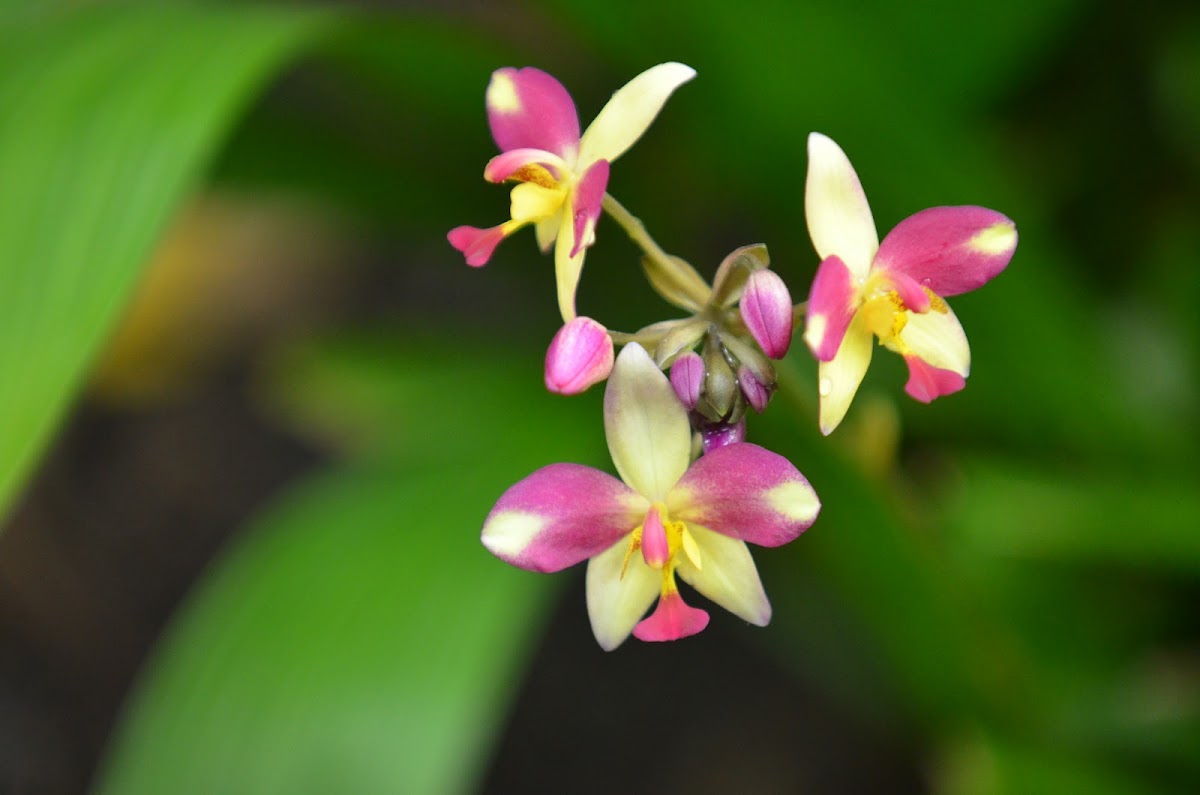 Ground Orchid