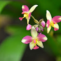 Ground Orchid