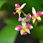 Ground Orchid